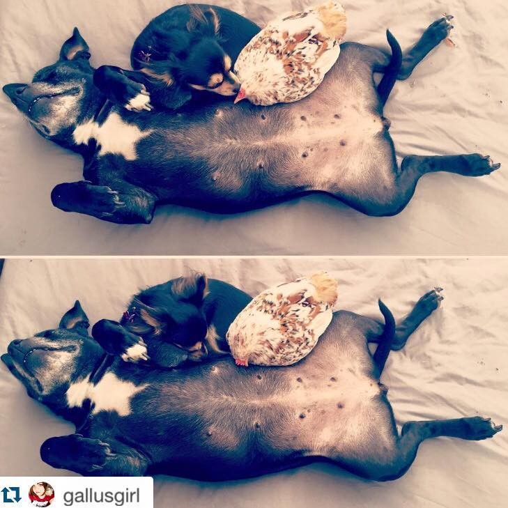 mumble-blind-chicken-9