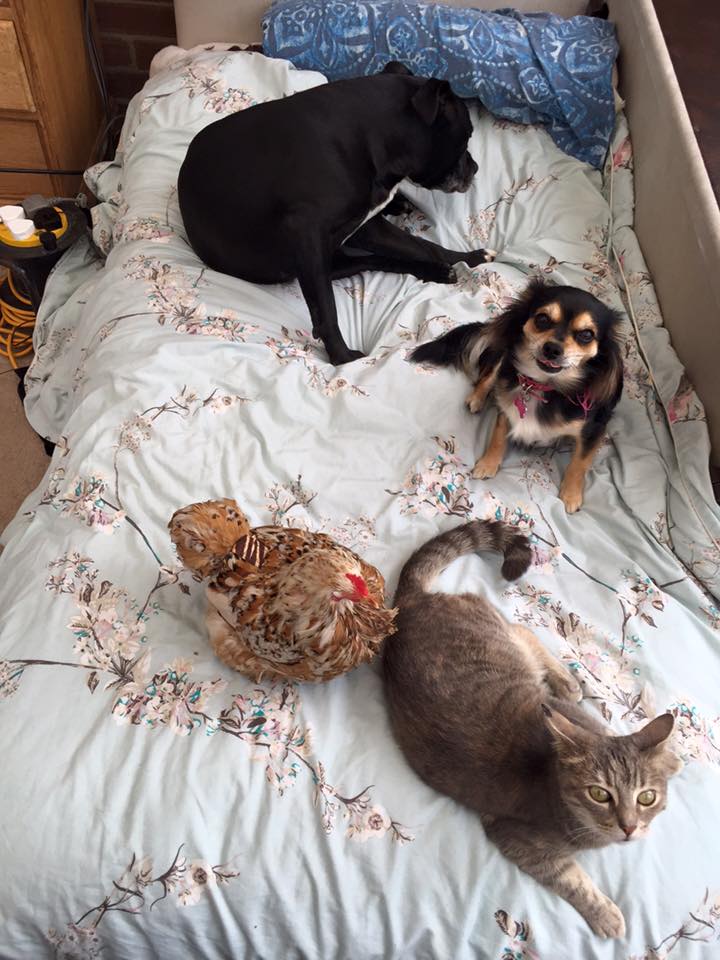 mumble-blind-chicken-6