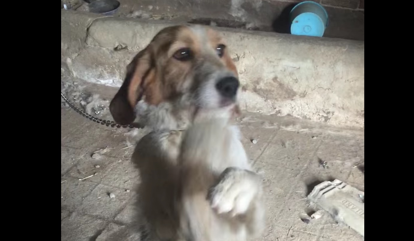 chienne-abandonne-grange-30-millions-amis-2