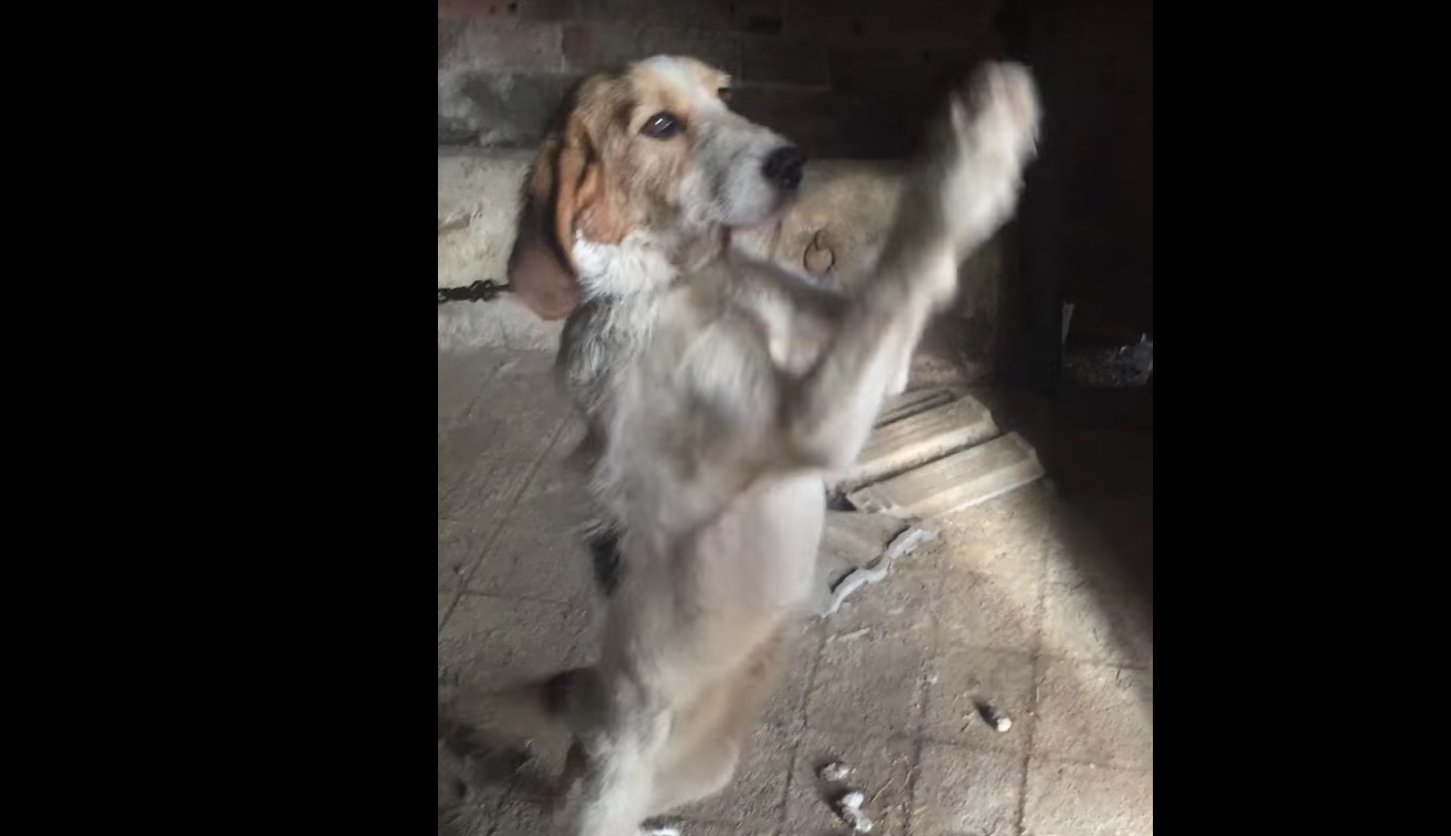 chienne-abandonne-grange-30-millions-amis-3