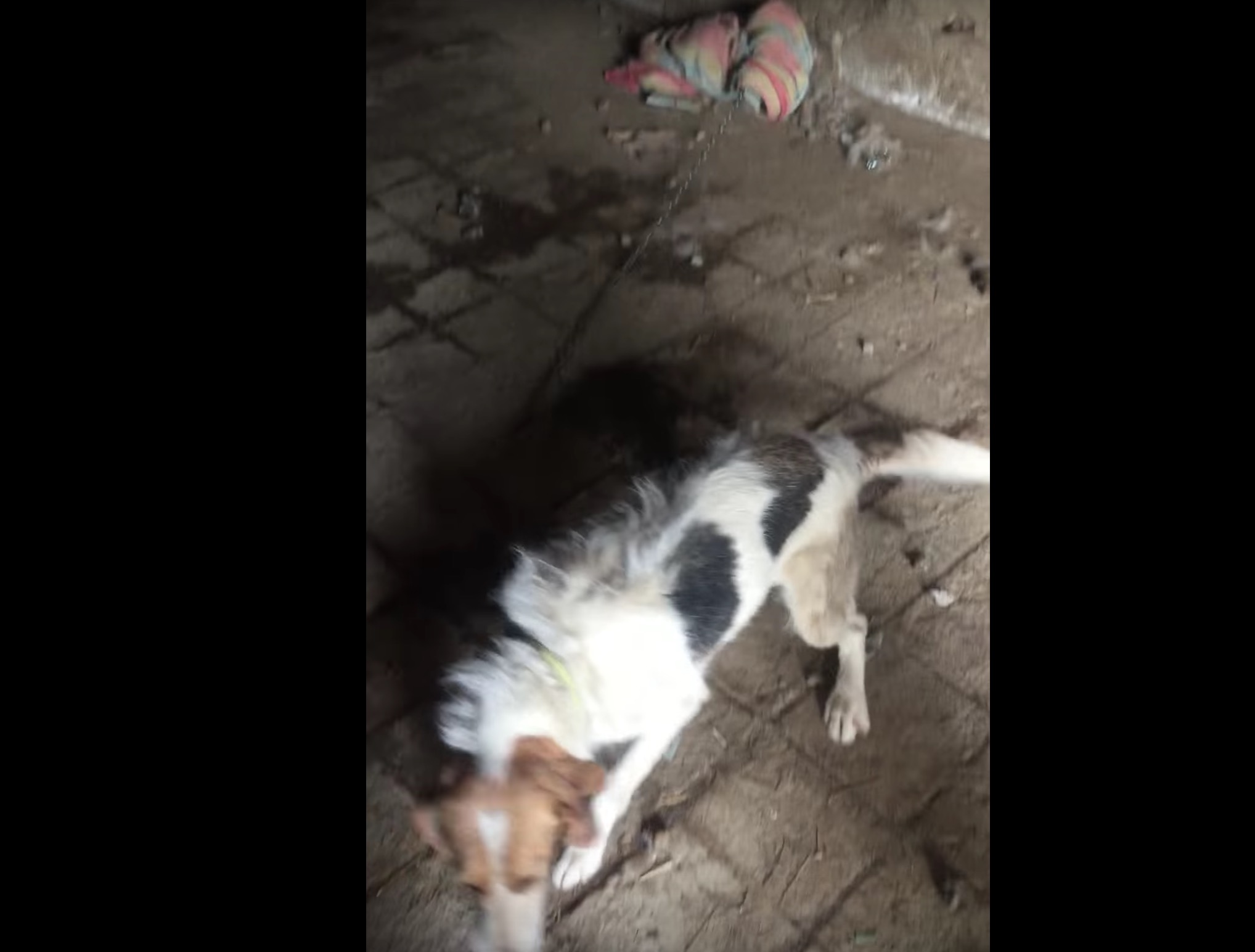 chienne-abandonne-grange-30-millions-amis-4