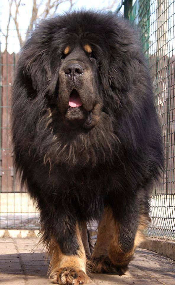 Un Dogue du Tibet de grande taille, avec un couleur de poil standard