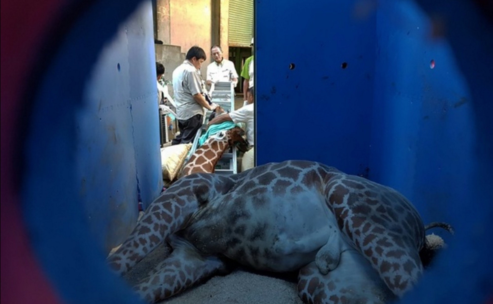 girafe-morte-zoo-taipei-3