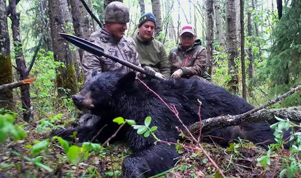 chasse-ours-lance-cruaute-canada-4