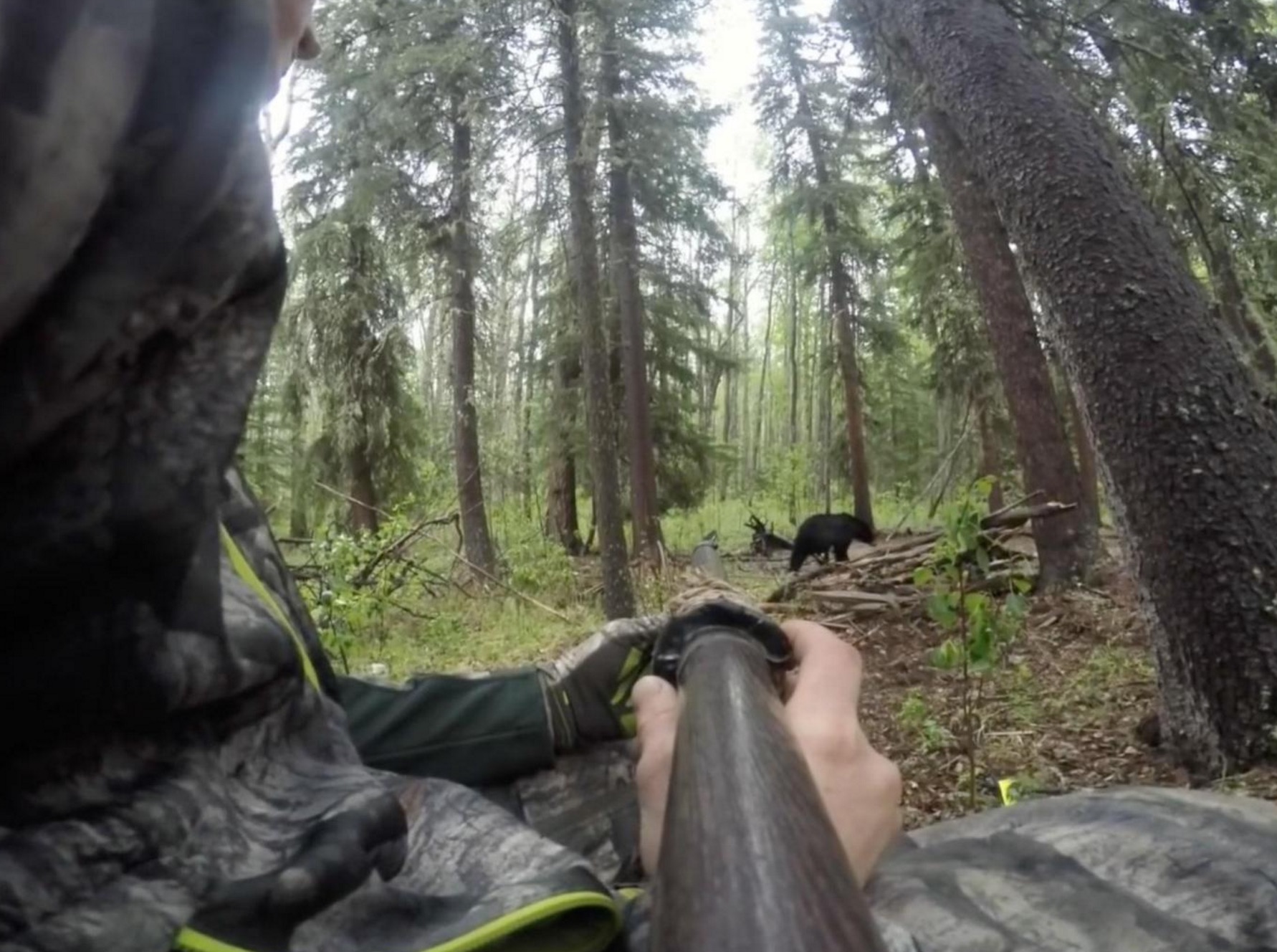 chasse-ours-lance-cruaute-canada-3