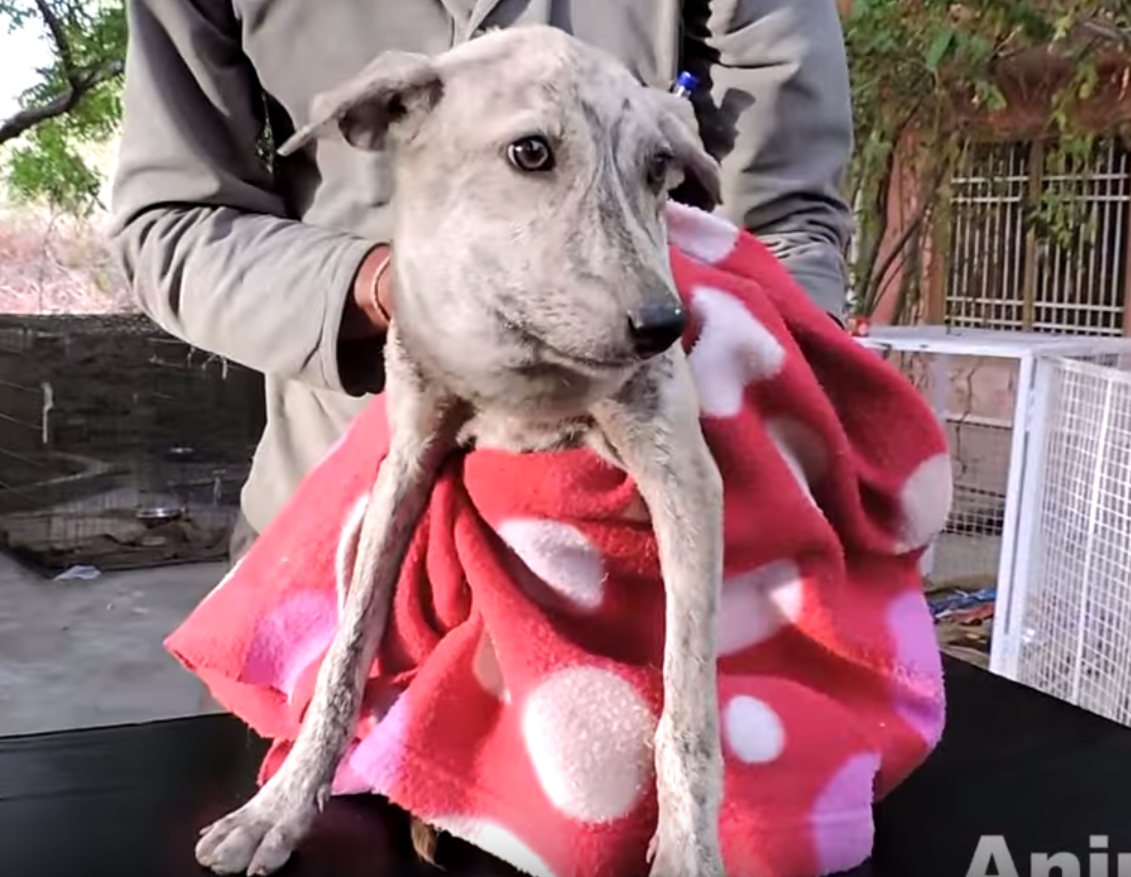 nancy-india-rescue-1