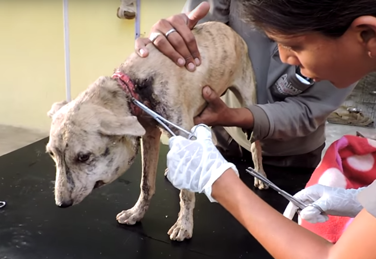 nancy-india-rescue-3