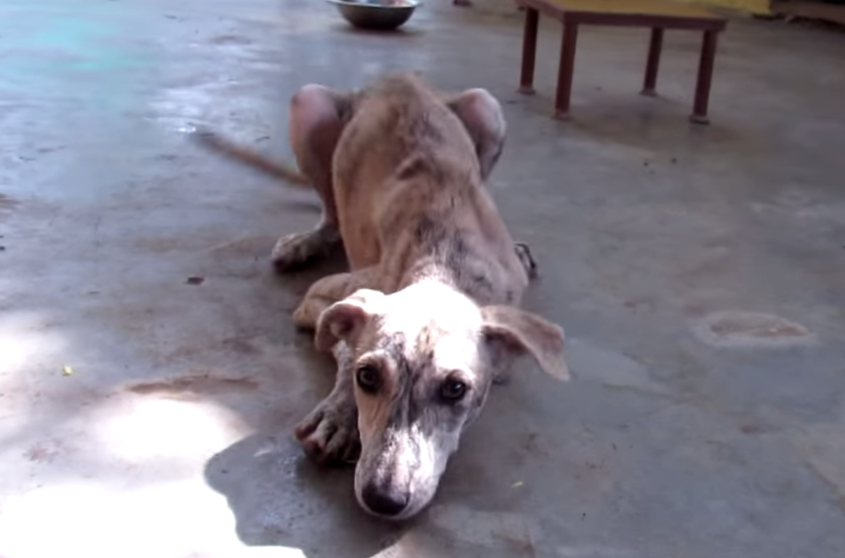 nancy-india-rescue-4