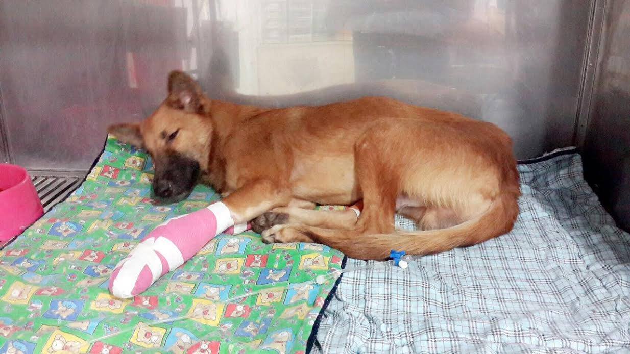 cola-mutilation-thailande-chien-4