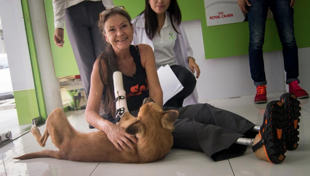 cola-mutilation-thailande-chien-8