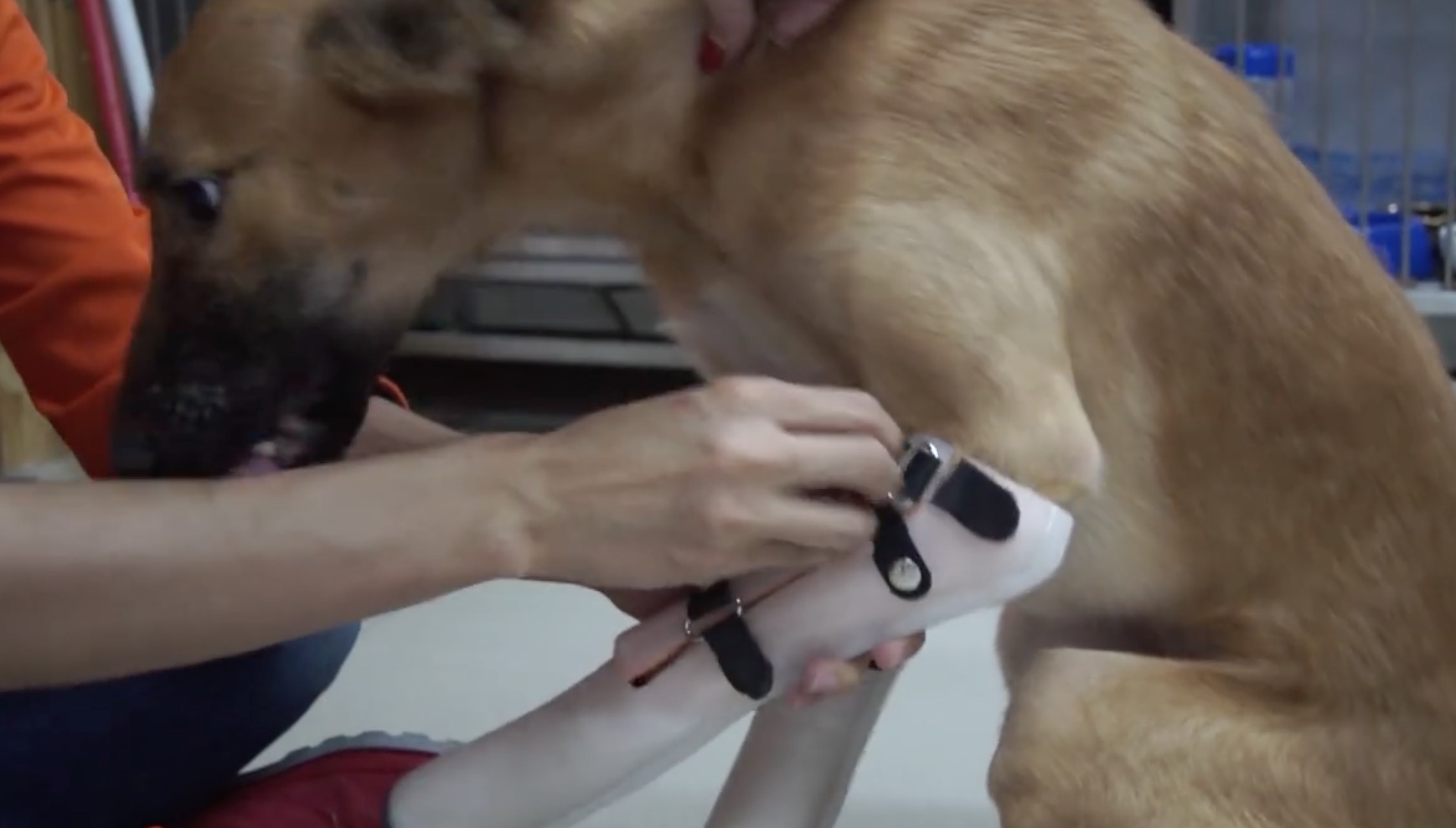 cola-mutilation-thailande-chien-6