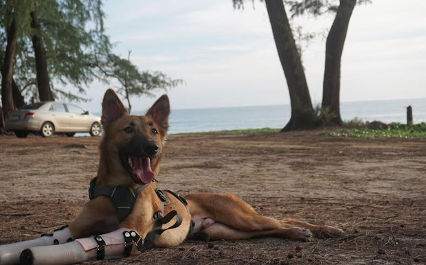 cola-mutilation-thailande-chien-9