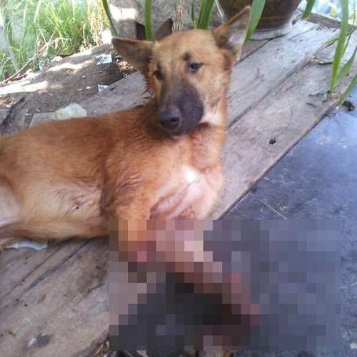 cola-mutilation-thailande-chien-3