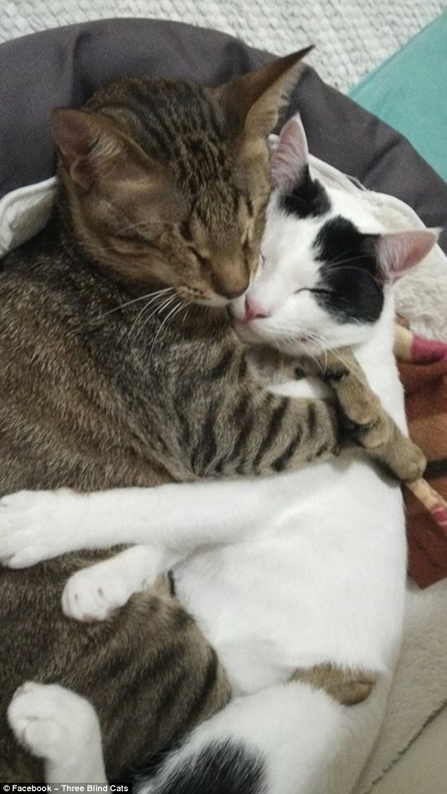 trois-chats-aveugles-adoptes-9