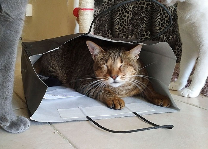 trois-chats-aveugles-adoptes-8