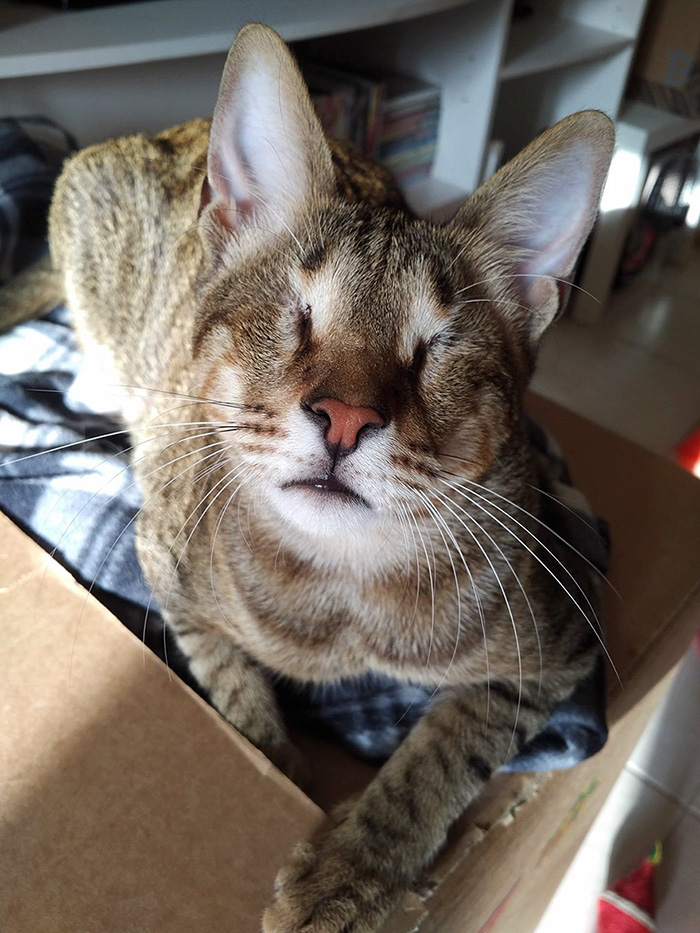 trois-chats-aveugles-adoptes-3