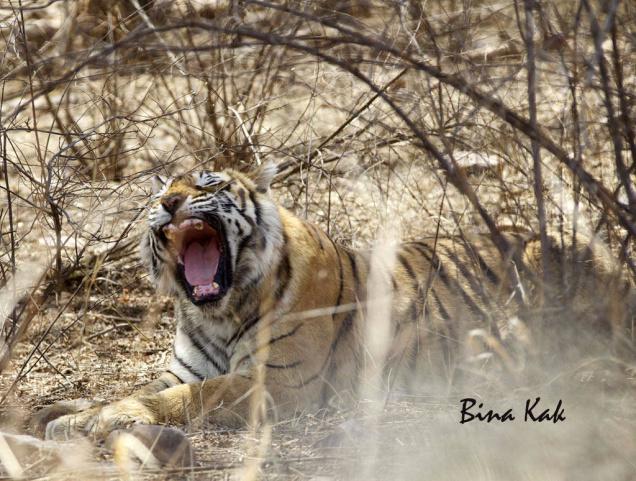 tigre-machali-mort-2