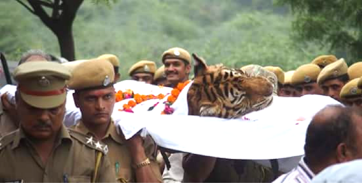 tigre-machali-mort-4