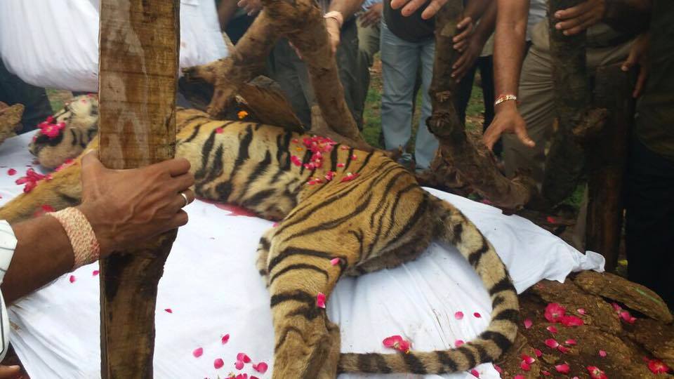 tigre-machali-mort-6