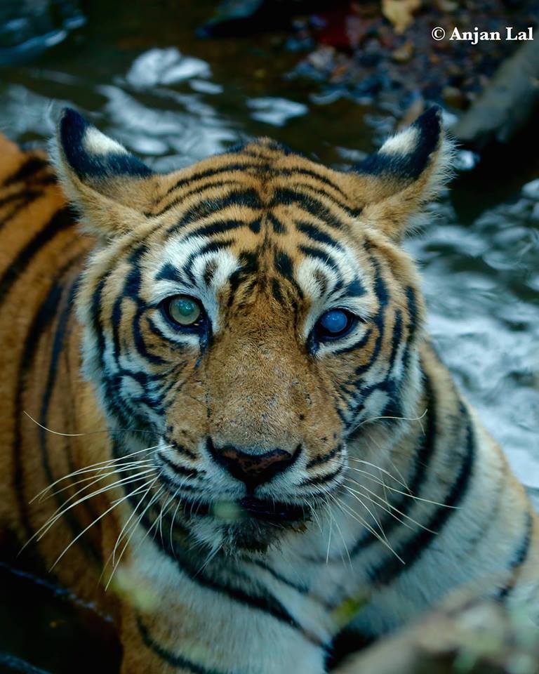 tigre-machali-mort-5