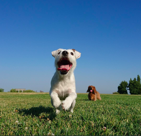 international-day-dog-8