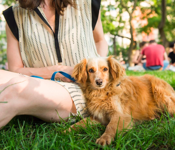 international-day-dog-11