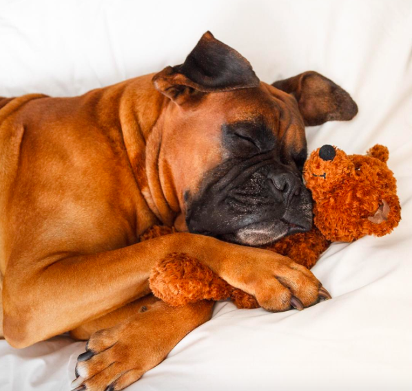 international-day-dog-4