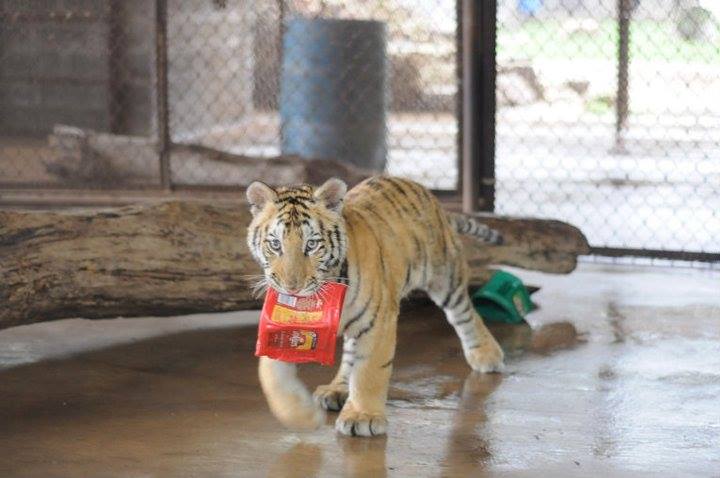 aasha-tiger-recovery-7