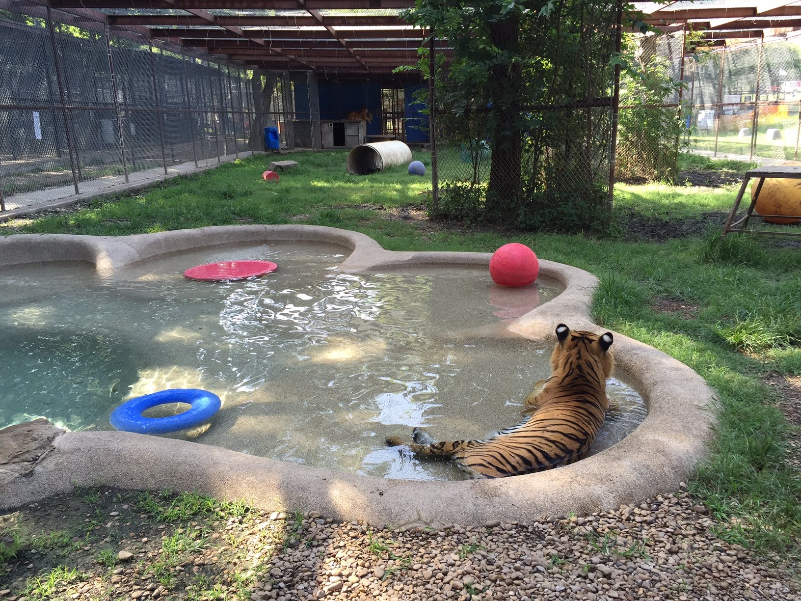 aasha-tiger-recovery-4