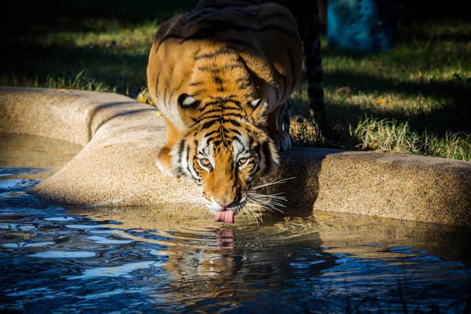 aasha-tiger-recovery-6