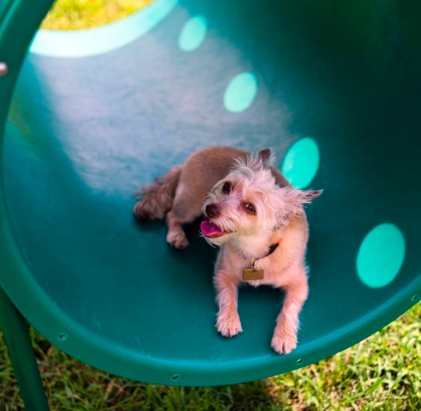 international-day-dog-3