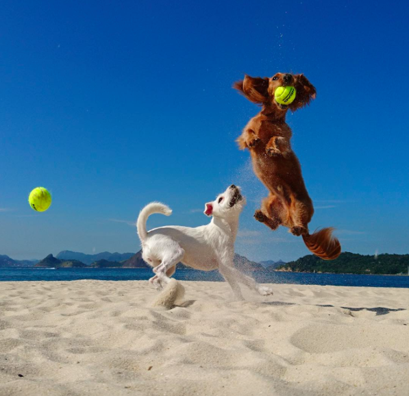 international-day-dog-2