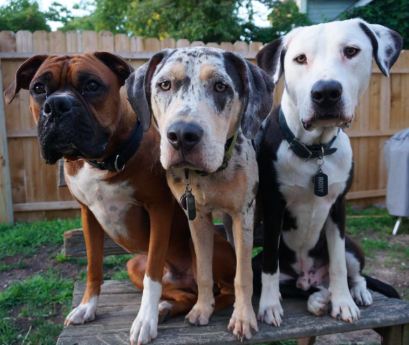 international-day-dog-7