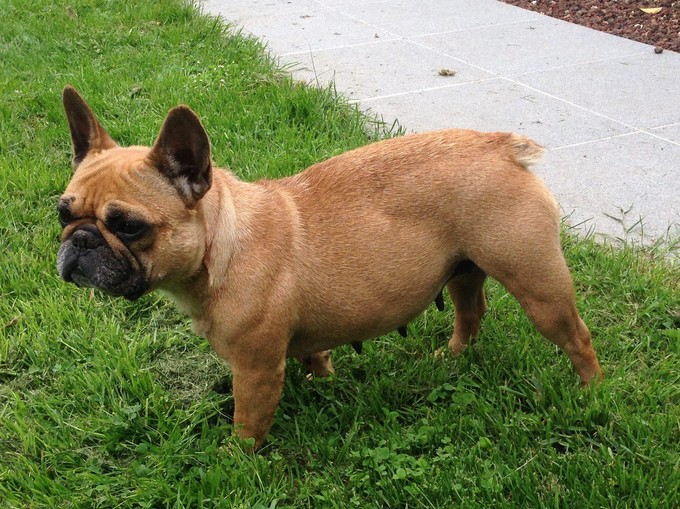 bouledogue-mort-royal-air-maroc-3