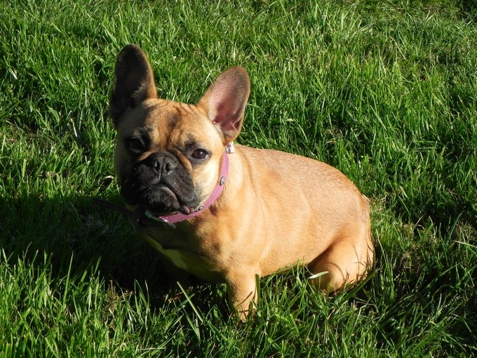 bouledogue-mort-royal-air-maroc-7