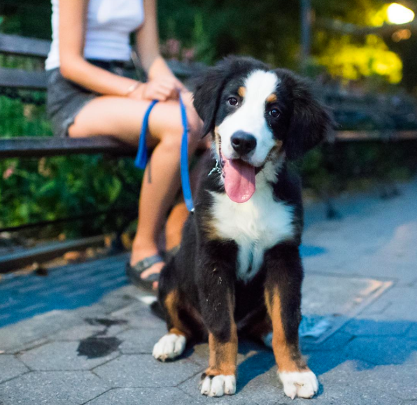 chiens-caresses-nourriture-2