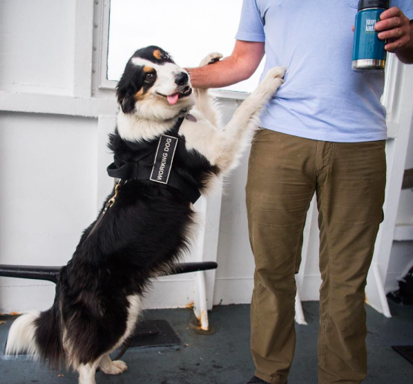 chiens-caresses-nourriture-1