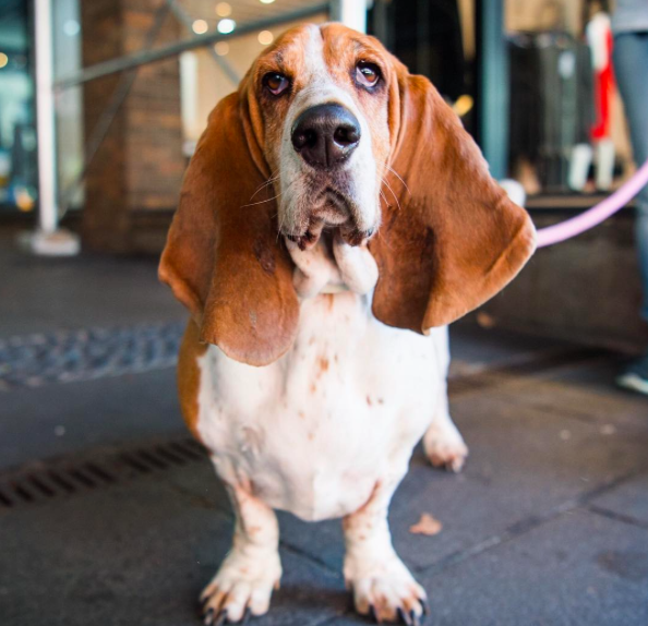 chiens-caresses-nourriture-4