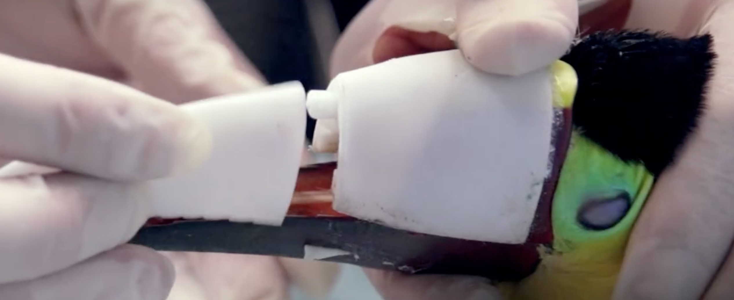 grecia-toucan-bec-3D-7