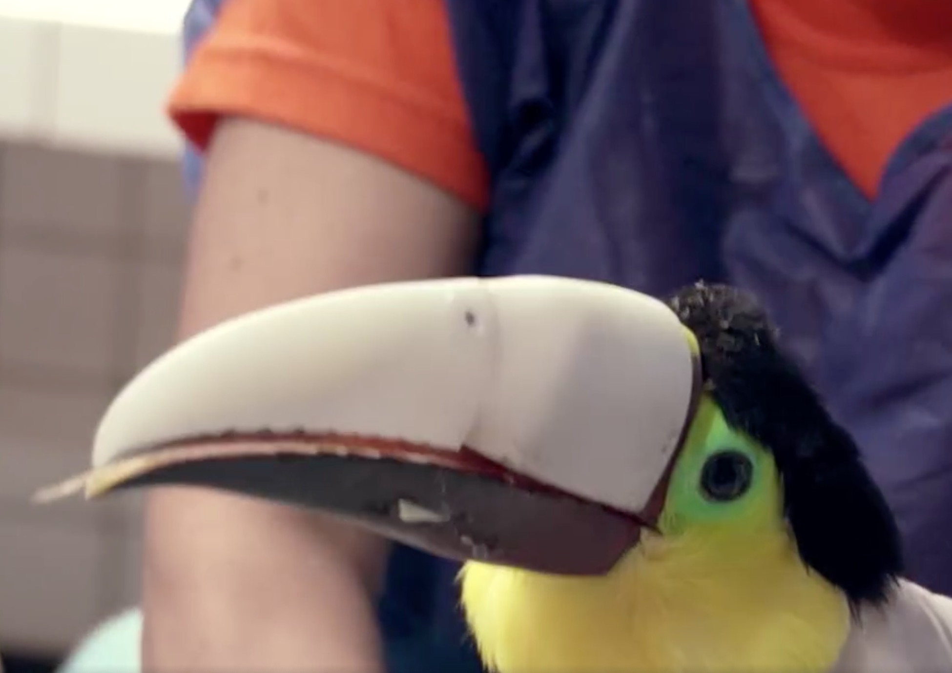 grecia-toucan-bec-3D-8