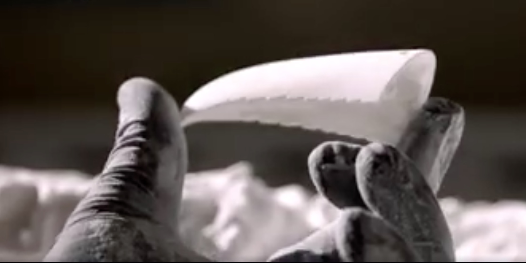 grecia-toucan-bec-3D-11