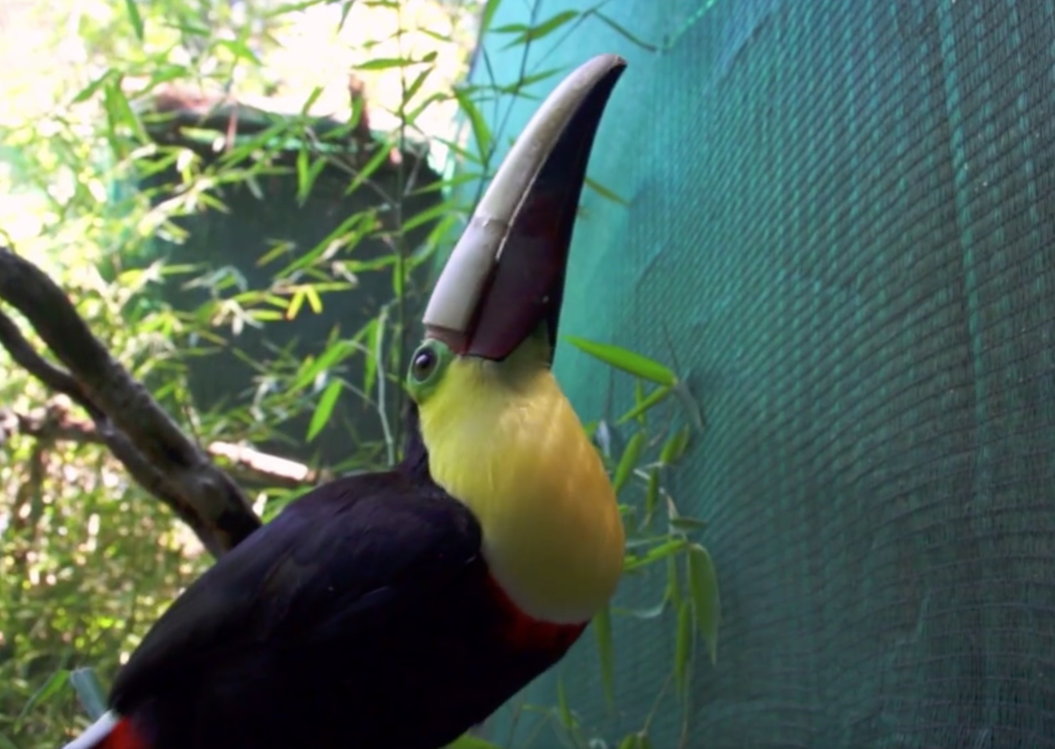 grecia-toucan-bec-3D-4