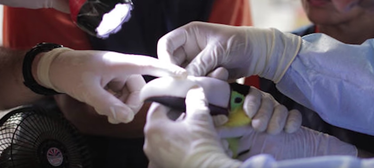 grecia-toucan-bec-3D-3