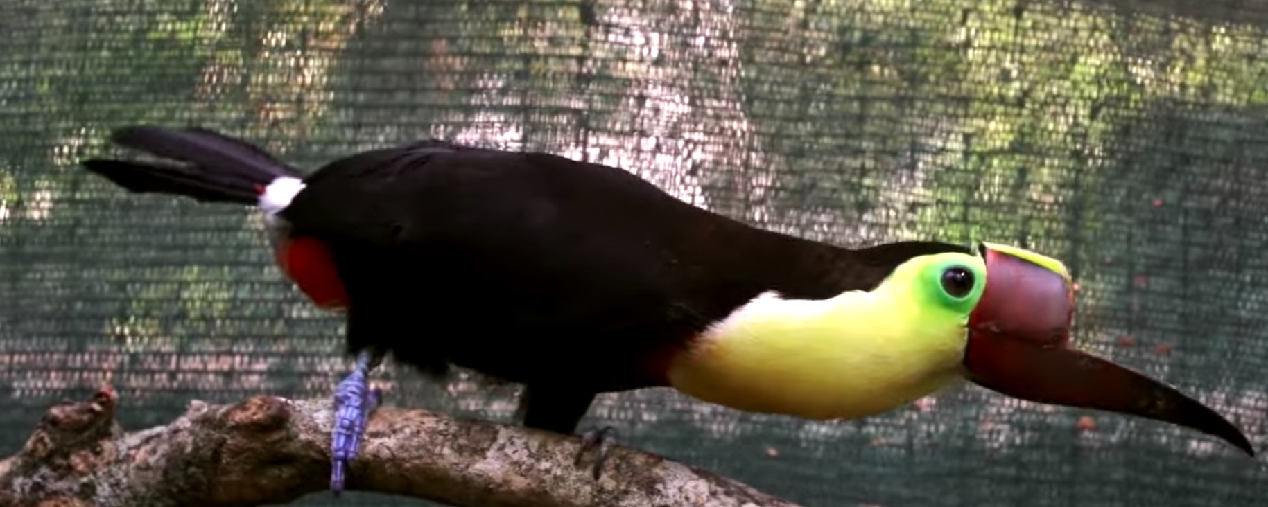 grecia-toucan-bec-3D-6