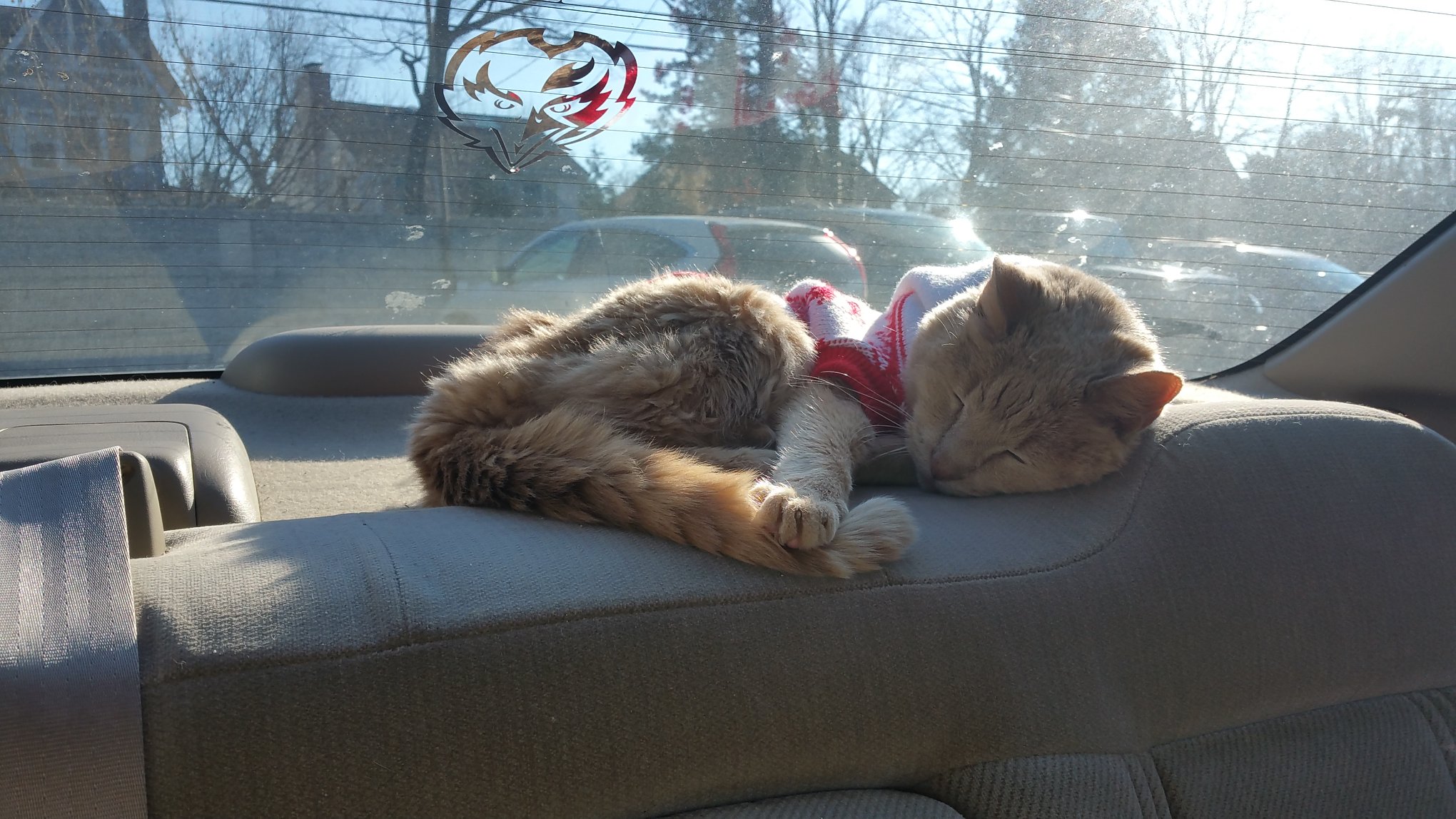 tigger-bucket-list-cat-2