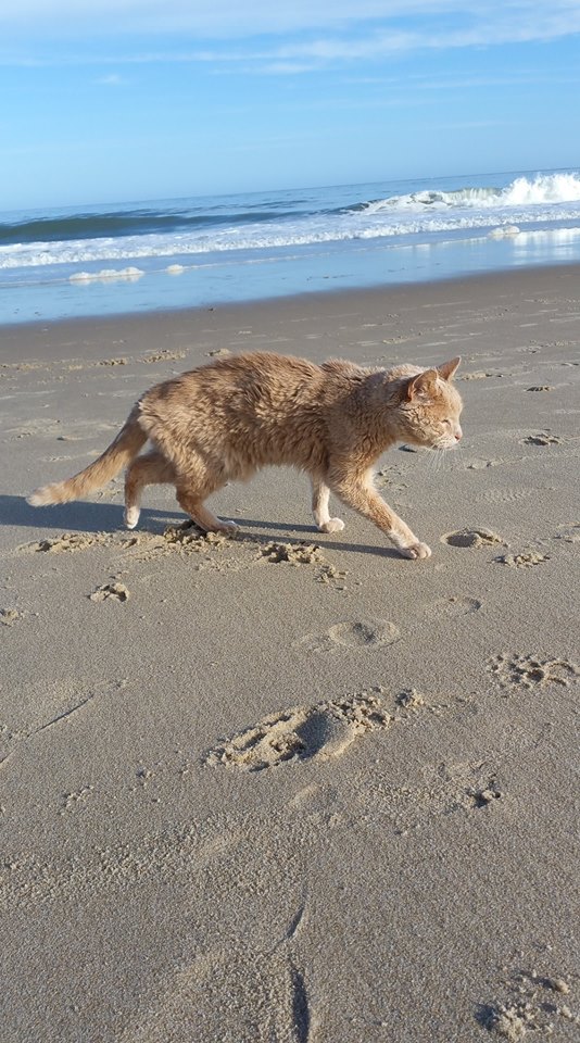 tigger-bucket-list-cat-1