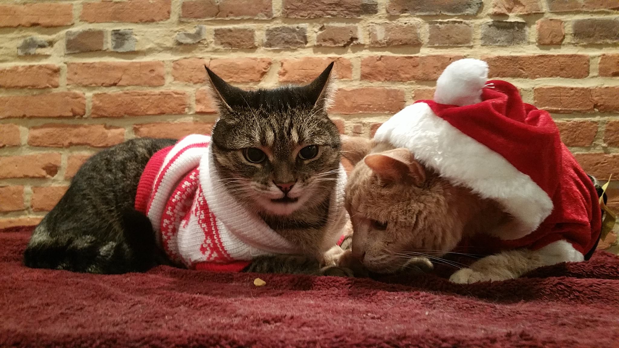 tigger-bucket-list-cat-4