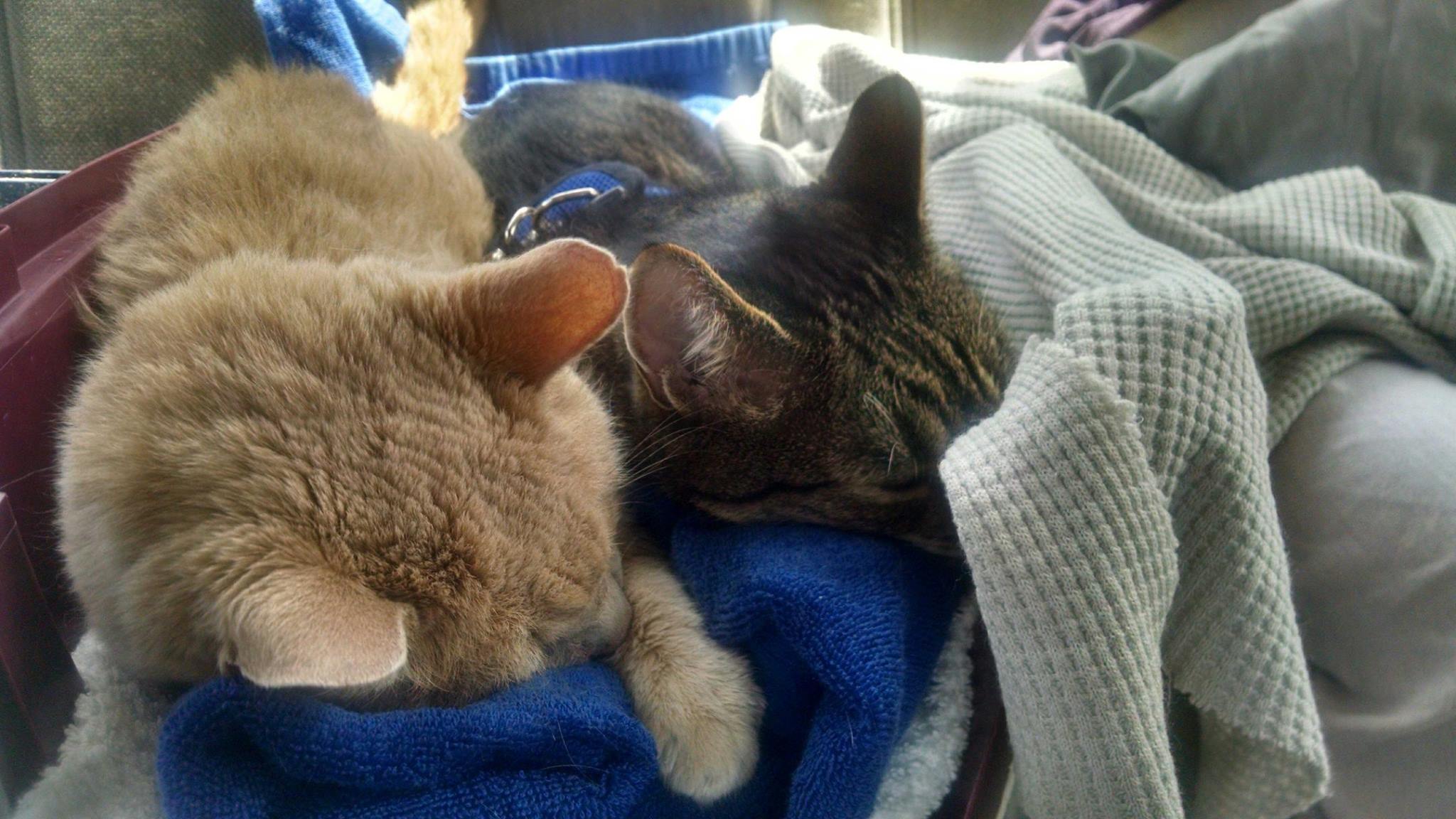 tigger-bucket-list-cat-3