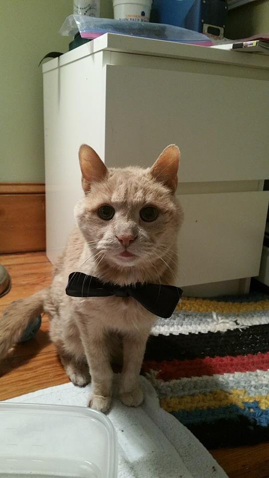 tigger-bucket-list-cat-5