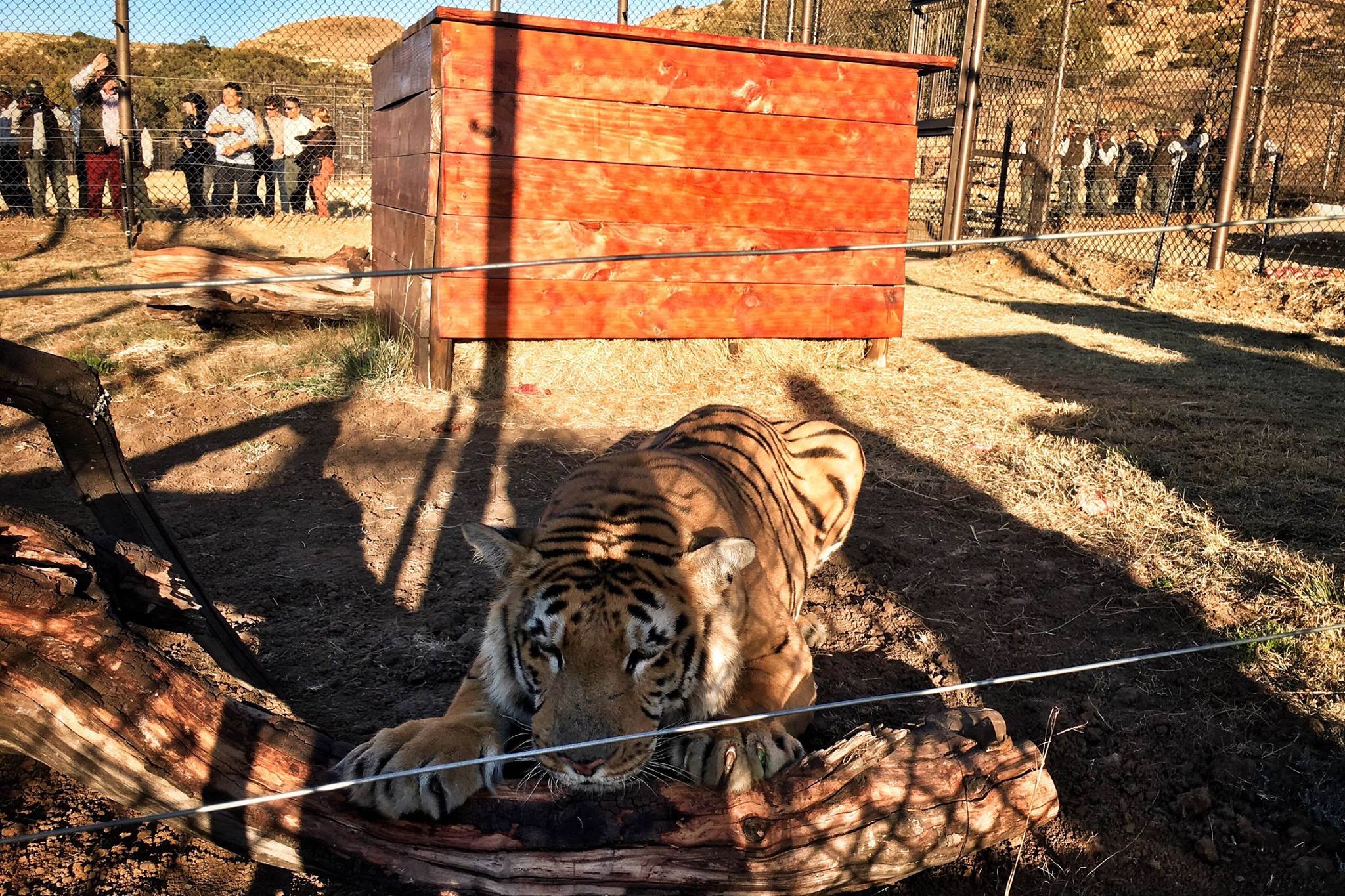 zoo-gaza-sauvetage-four-paws-19